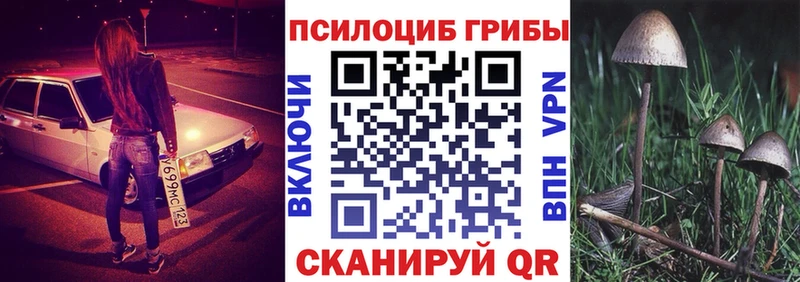 что такое наркотик  Багратионовск  Псилоцибиновые грибы Psilocybe 